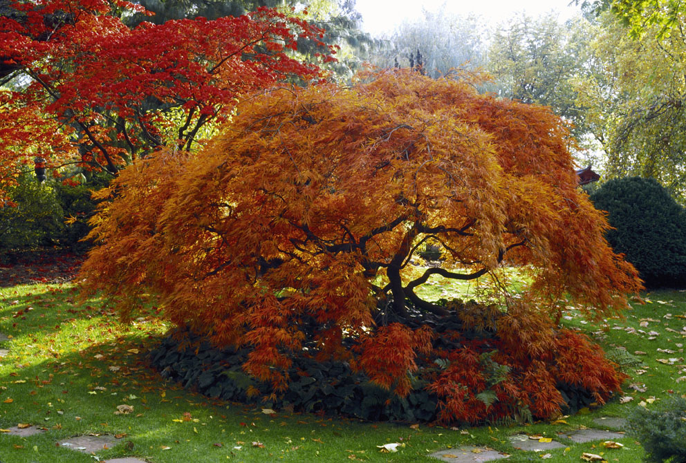 Ahorn Und Herbstfarbe Gruner Wohnraum